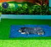 Prémium Kutya Hűsítő Matrac - S/30*40cm – 45D High-Tech Géllel
